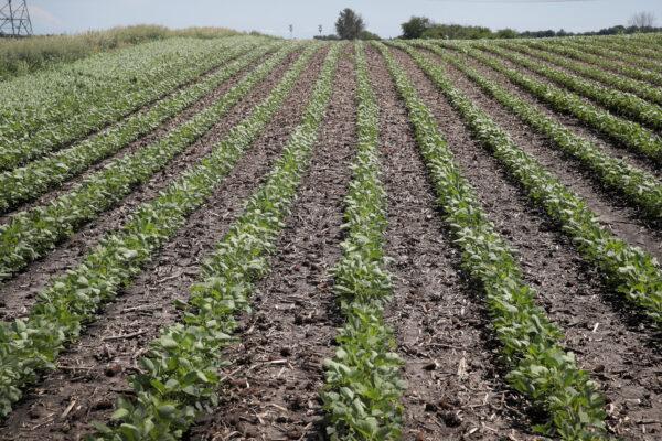 Soybeans grow in a field in Dwight, Ill., on June 13, 2018. (Scott Olson/Getty Images)