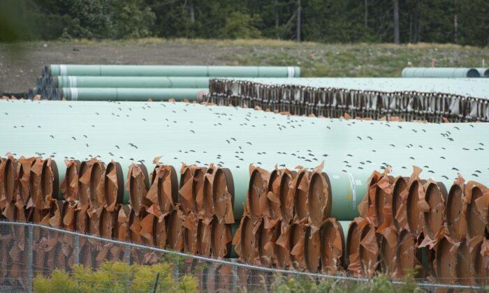 Trans Mountain Tree Cutting Can Resume as Stop Work Order on Pipeline Route Lifts