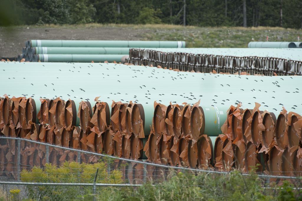 Trans Mountain Tree Cutting Can Resume as Stop Work Order on Pipeline Route Lifts