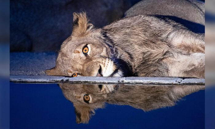 Photos: A ‘Depressed-Looking’ Lion Seems to Drown His Sorrows at a Waterhole