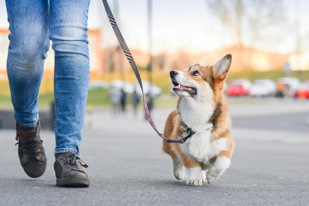 Get creative by making money doing things you already love to do, like dog-walking or selling handmade items. (Jus_Ol/Shutterstock)