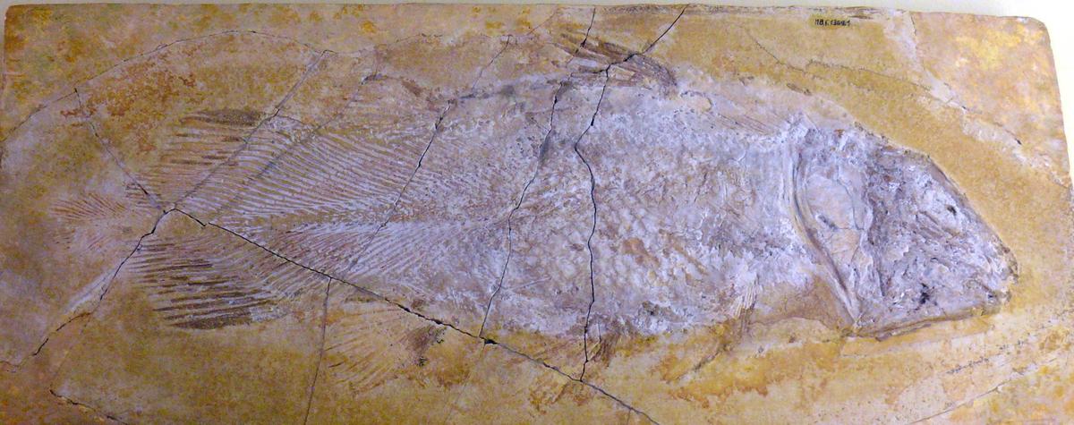 Undina penicillata, a genus of prehistoric coelacanth, fossilized. (<a href="https://en.wikipedia.org/wiki/File:Undina_penicillata.jpg">Haplochromis</a>/CC BY-SA 3.0)