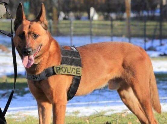 Massachusetts Police Pay Tribute to K-9 Killed In The Line Of Duty