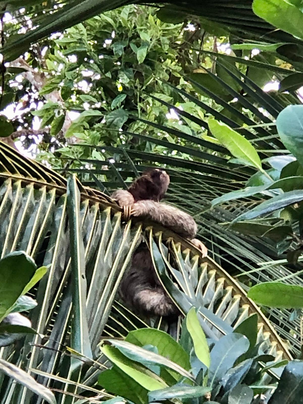 A sloth sighting in Punta Uva. (Tami Ellis)