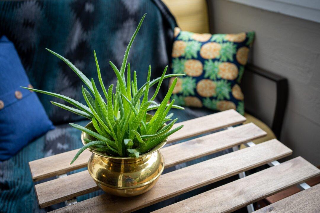Best indoor plants for novice gardeners