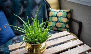 Best indoor plants for novice gardeners