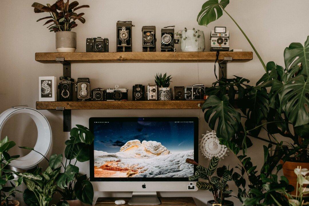 Benefits of Houseplants