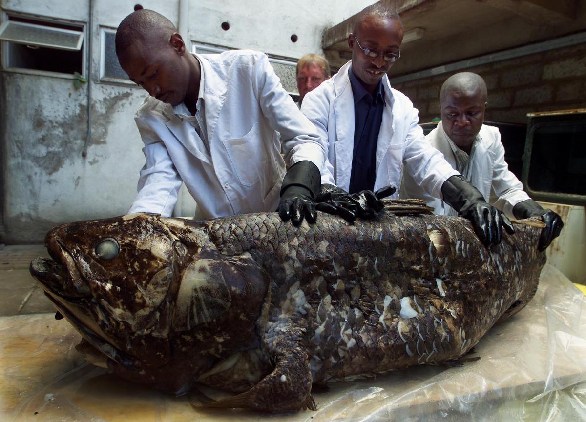 Members of the National Museum of Kenya show a coelacanth, caught by a Kenyan fishermen at the coastal town of Malindi, on Nov. 21, 2001. (Simon Maina/AFP via Getty Images)