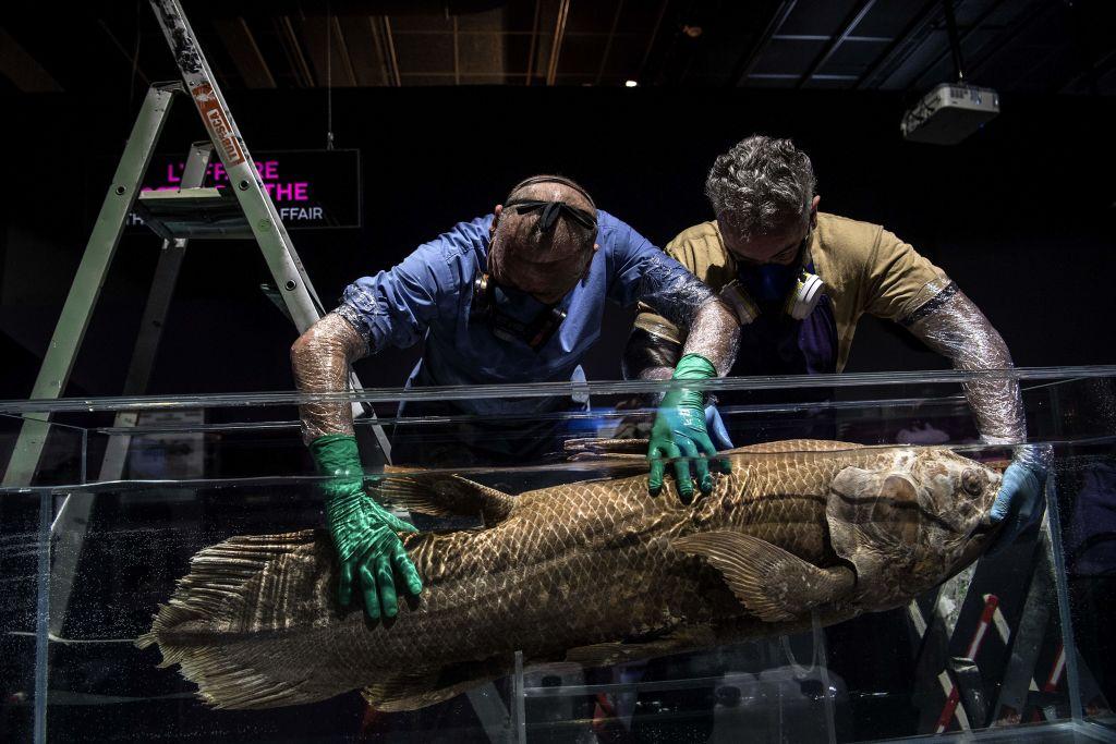 Taxidermists install a coelacanth in a formol-filled tank for the 'Ocean' exhibition ahead of its opening at the National Museum of Natural History in Paris on March 29, 2019. (Christophe Archambault/AFP via Getty Images)