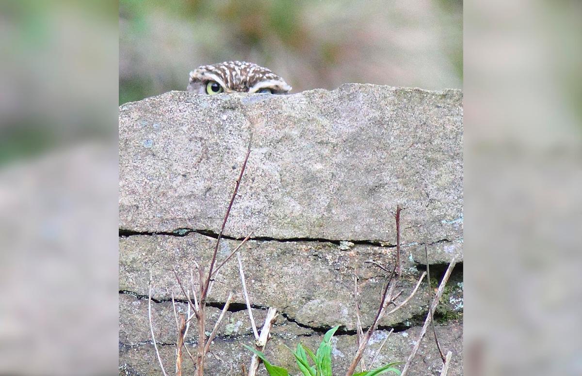 Another shot of an owl spying on the photographer from behind a rock. (Caters News)