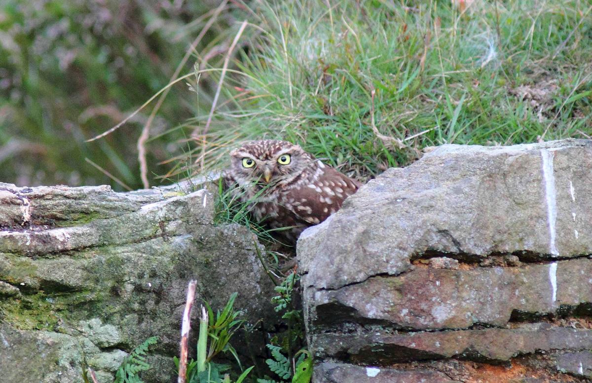Another photo of an owl on Holcombe Moor, this one having shown it's entire head and part of its spotted body. (Caters News)