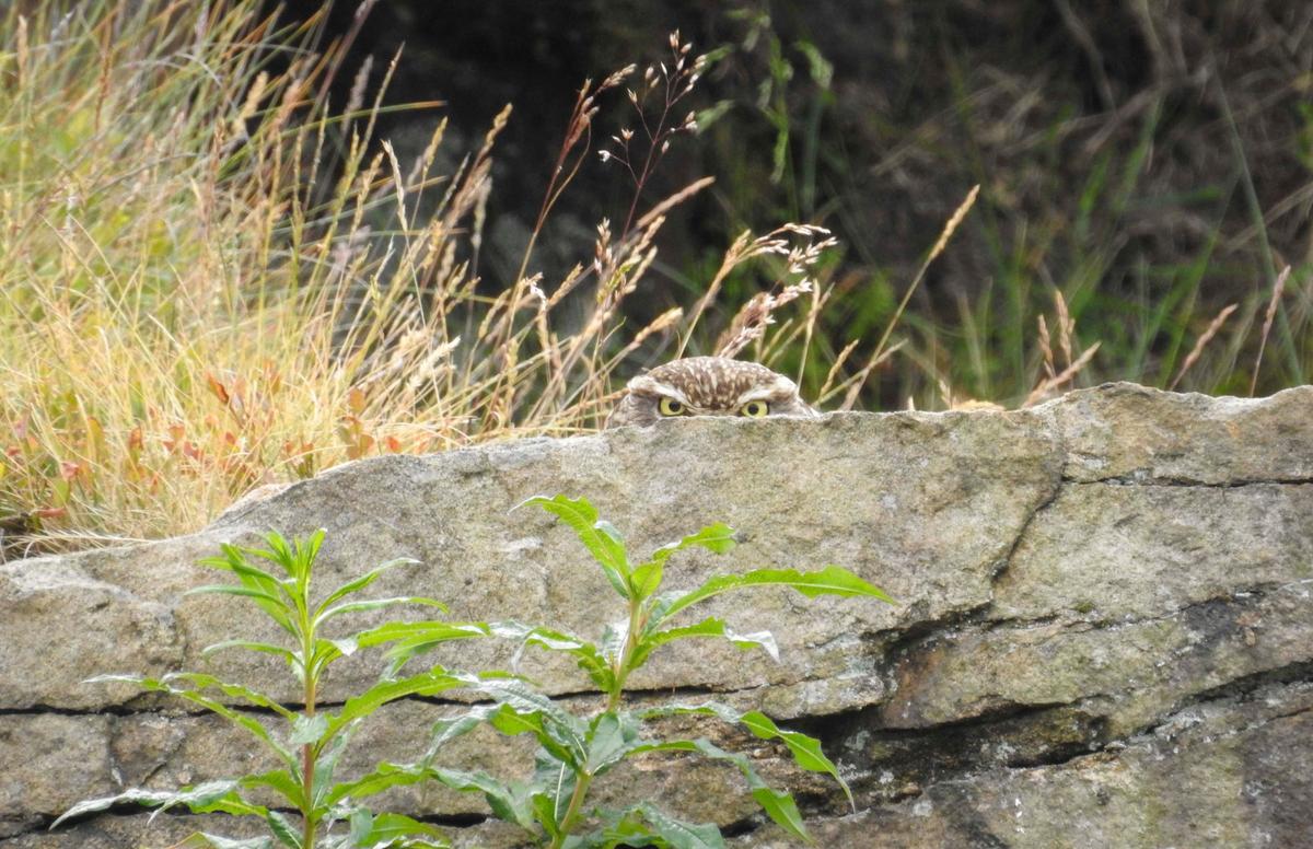 A little owl sneakily peeks over a rock face at photographer Martin Loftus, 39, on Holcombe Moor, Lancs. (Caters News)
