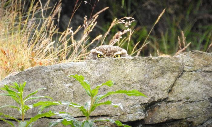 Photographer Has a Feeling He’s Being Watched—Then Snaps Owl Spying on Him From Behind Boulder