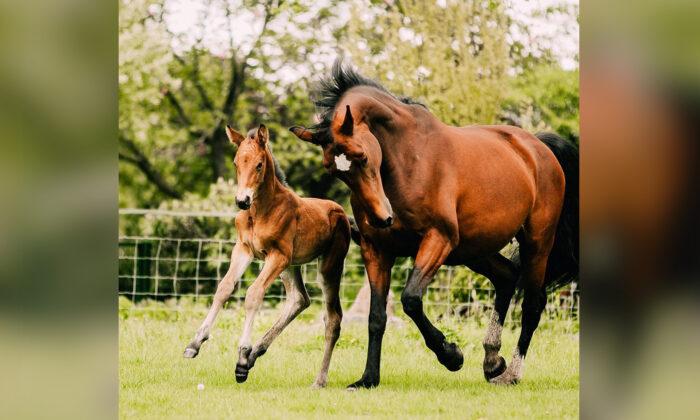Mare Who Delivered Stillborn Baby Fosters Sickly Orphaned Foal as Her Own: ‘So Proud’