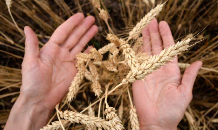 Russia–Ukraine Crisis Threatens Global Food Supply; Wheat, Corn Supply Disruptions Anticipated
