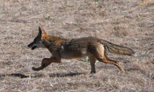 Coyote Killed in Area of Winnipeg Attacks