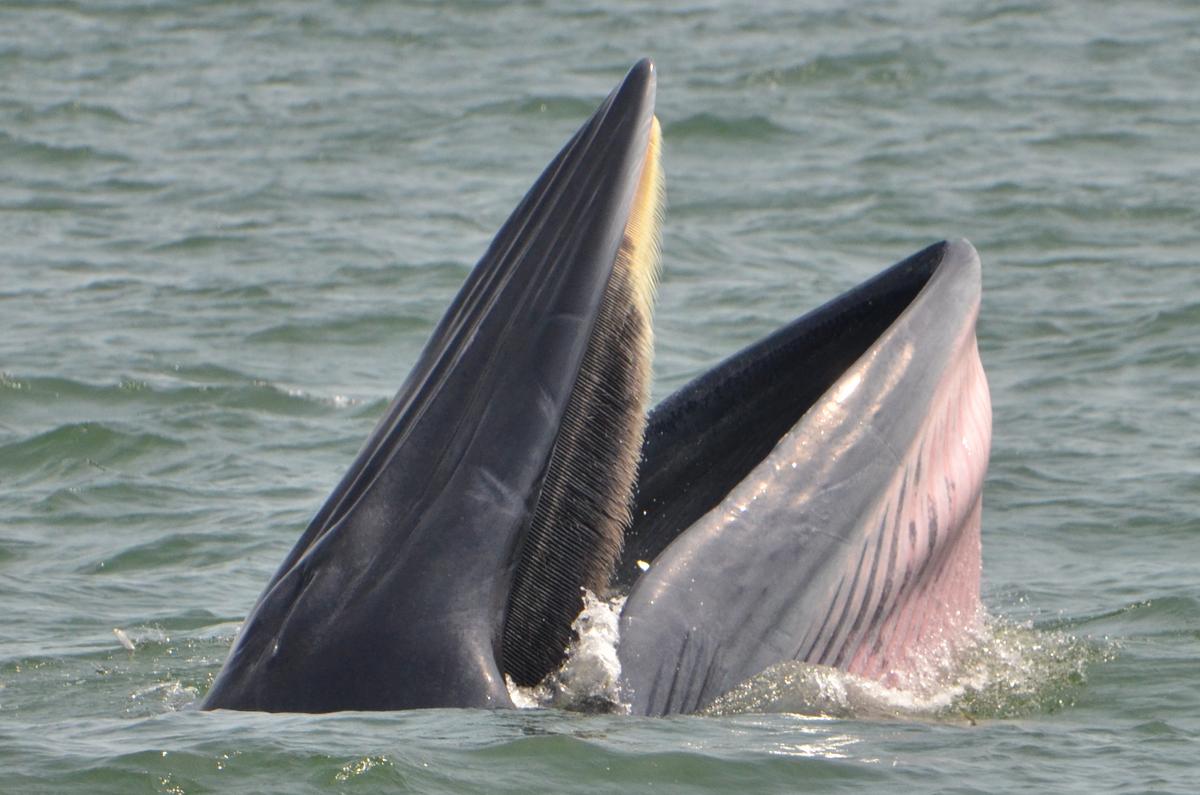 A Bryde’s whale showing its pink underside. (Kevin Revolinski)