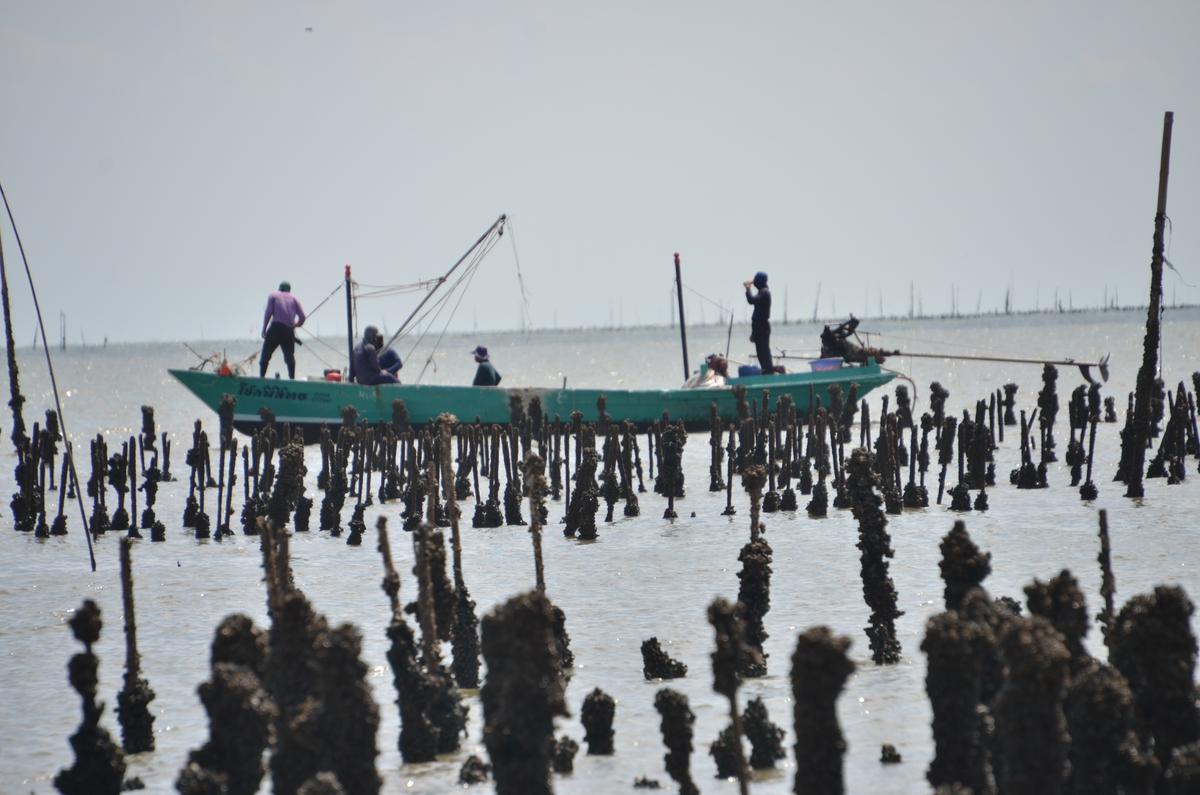 Mussels are grown on poles and harvested by local fishermen. (Kevin Revolinski)