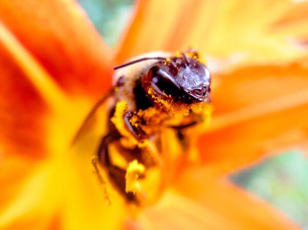 80% of the world's flowering plant species depend on pollinators, this includes 35% of the worlds crops. (Bill Nino/Unsplash)