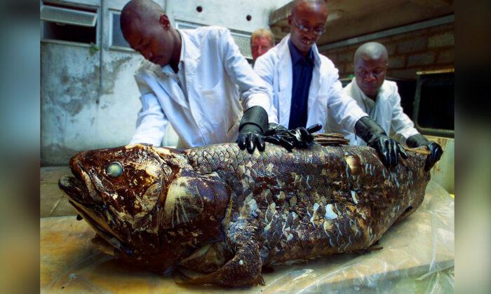 ‘Living Fossil’ Fish the Coelacanth Can Live for Up to a Century—New Study Discovers