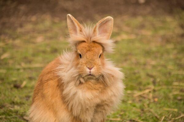 Rabbit breeds vary widely, as do looks, fur lengths and texture, colors, sizes, etc. Pictured is a lionhead rabbit. (Hutch Rock/Pixabay)