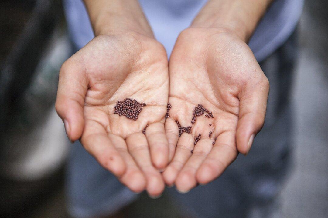 Is There Really a Seed Shortage?