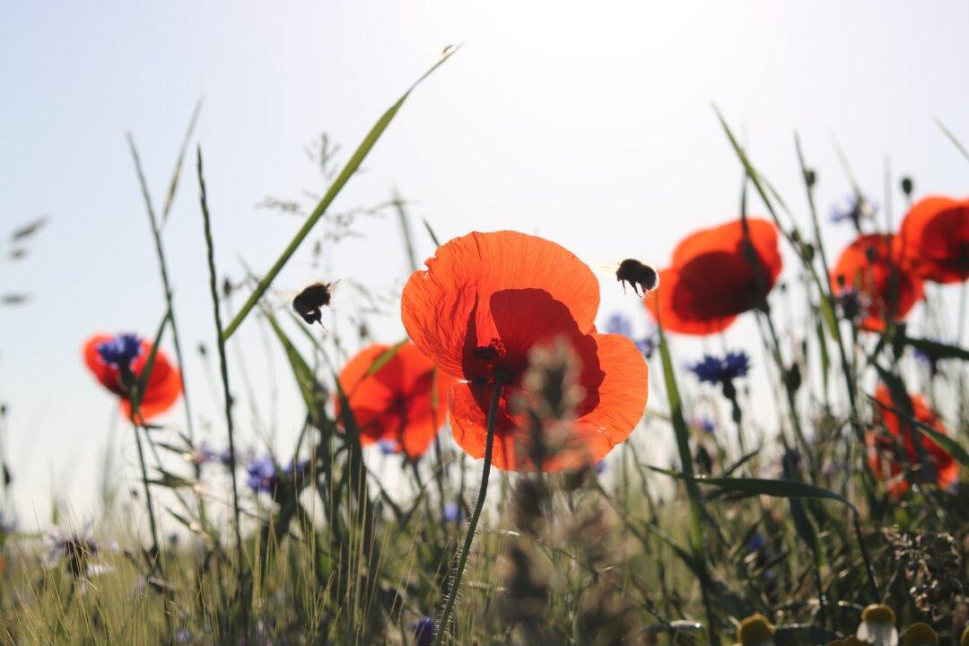 Transforming Flowers into Food - Animal Pollinators Populations Essential for Food Production and Much More
