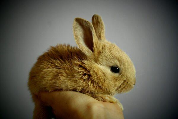 While cute, furry, and irresistible, rabbits are capricious creatures that require distinct care. (SimonaR/Pixabay)