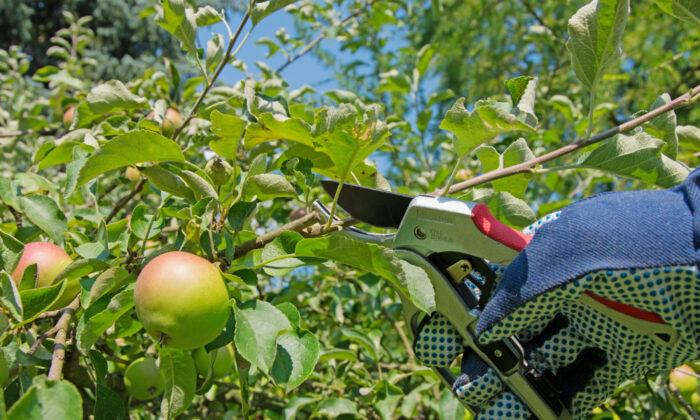 When and How to Thin Fruit Trees