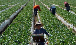 Supreme Court Strengthens Property Rights in Case Involving Labor Organizing on Farms