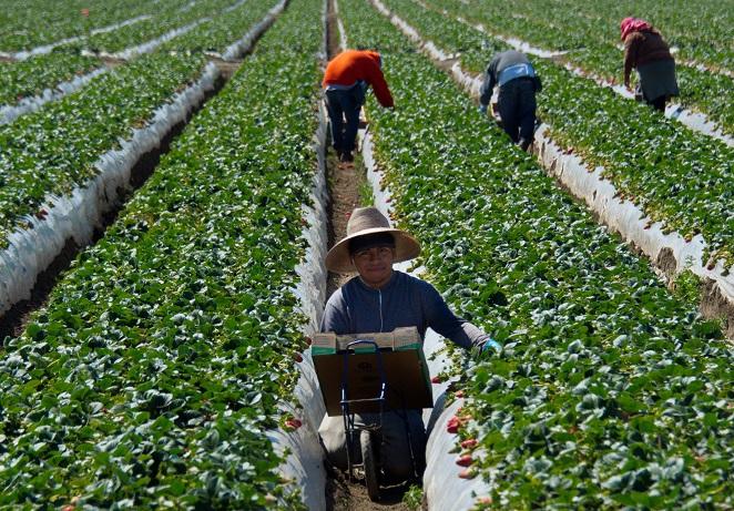 Senators Disagree on How to Solve US Farm Worker Shortage
