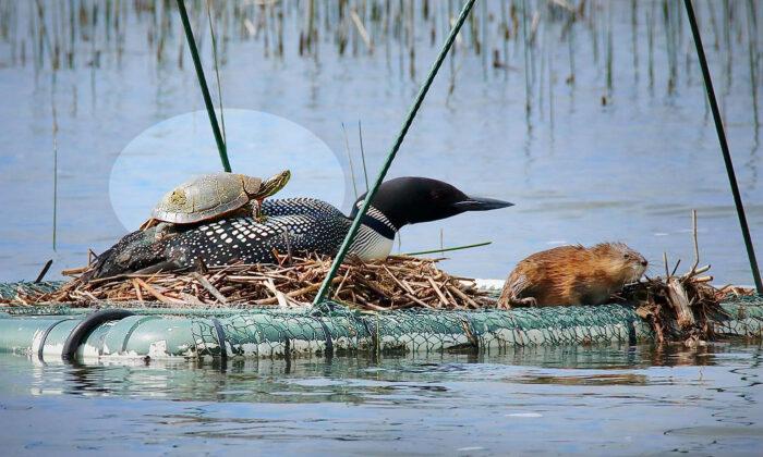 Photographer Captures Amazing Picture of a Turtle Piggybacking a Loon on Minnesota Lake