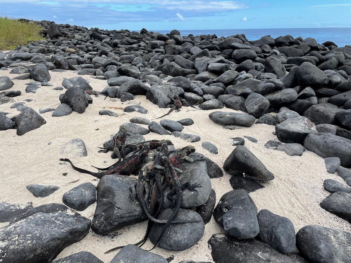 Marine iguanas keeping warm together on Española Island. (Skye Sherman)