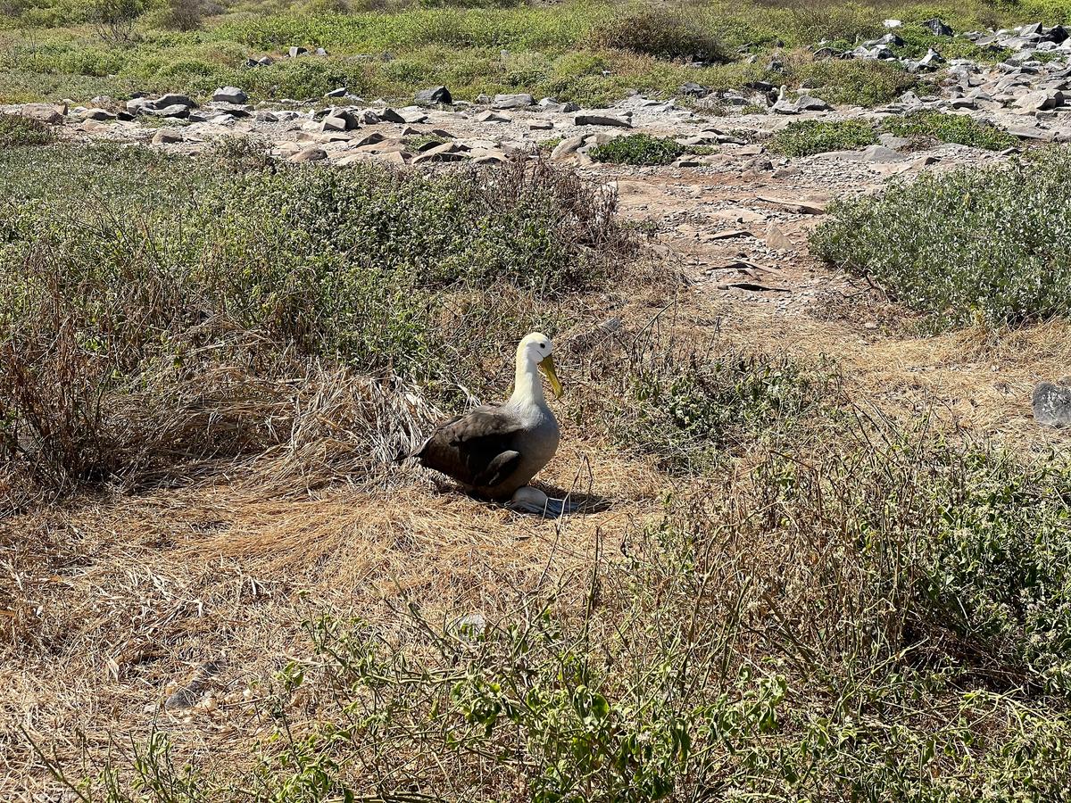 Waved albatross with an egg on Española Island. (Skye Sherman)