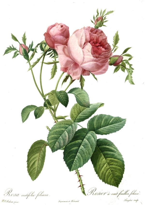 The famous Belgian botanical artist Pierre-Joseph Redouté tutored Marie Antionette in art. Rosa centifolia foliacea commonly known as the Provence or Cabbage Rose, 1824, by Pierre-Joseph Redouté. Hand-colored stipple engraving. (Public Domain)