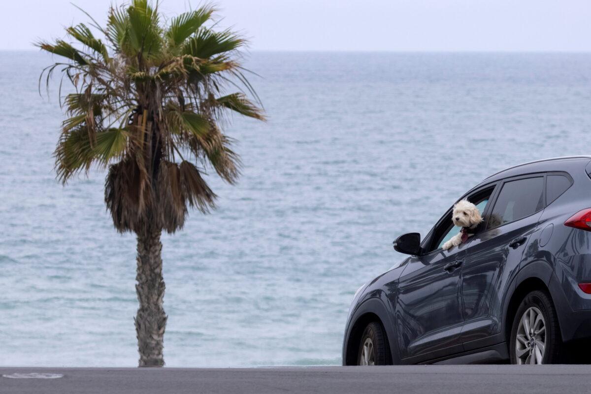 A dog cools-off with his head out a car's window at the beach as a heatwave gripped Oceanside, Calif., on June 17, 2021. (Mike Blake/File/Reuters)