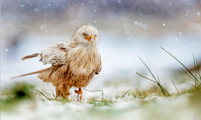 Photos: A Beautiful Rare Leucistic Red Kite Bird Was Spotted Playing in the Snow