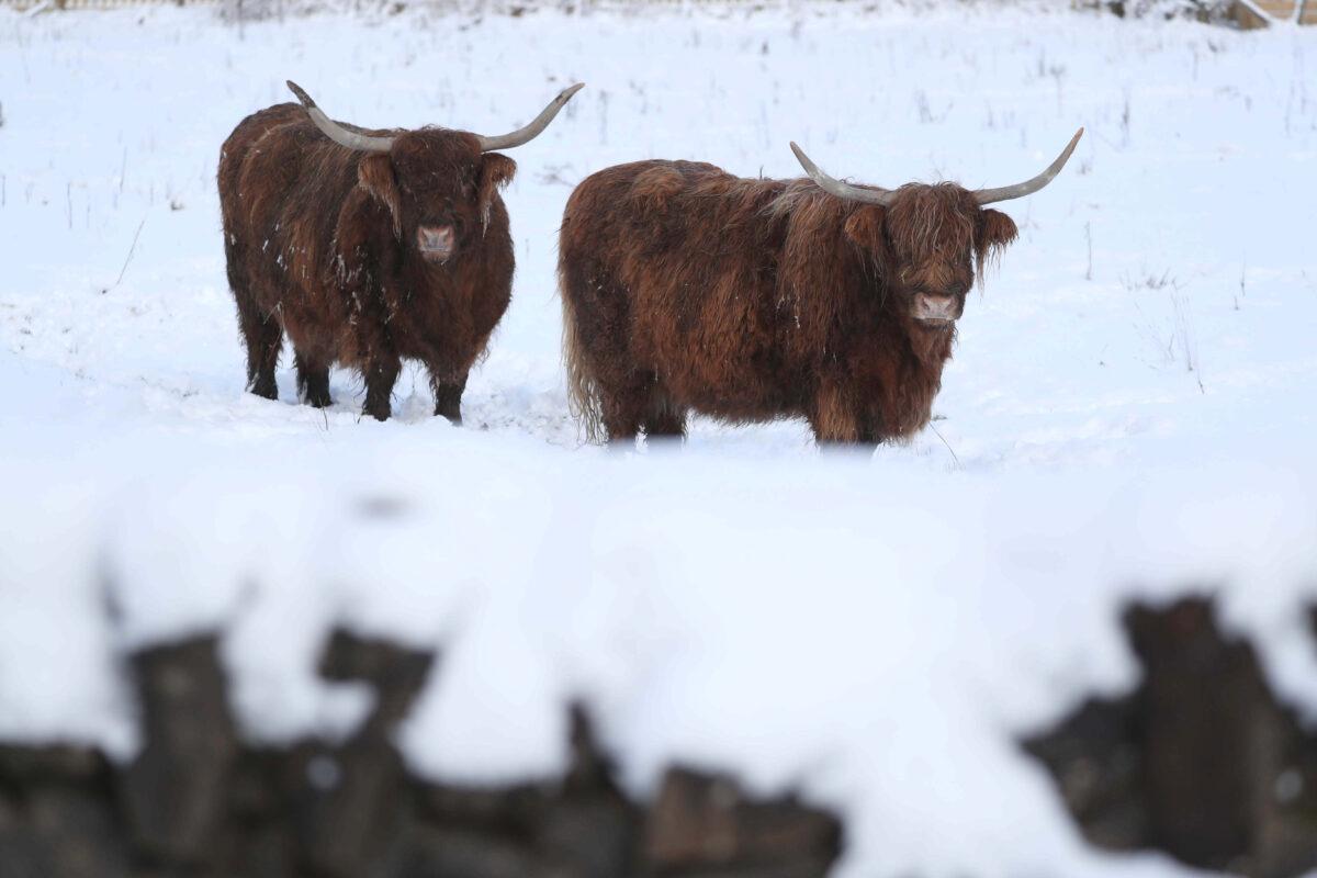 Highland Cows in Denny, near Falkirk, Scotland, on Feb. 9, 2022. (Andrew Milligan/PA)
