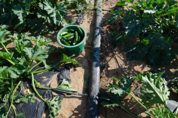 Drip watering is an easy way to minimize watering while maintaining a healthy garden. (USDA/Lance Cheung)
