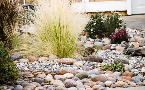 Using stones and low-maintenance plants are simple items you can use to start xeriscaping. (Iztel Perez)