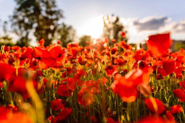A field of poppies that are colorful and that can thrive in dry weather. (Leonard Cotte/Unsplash)