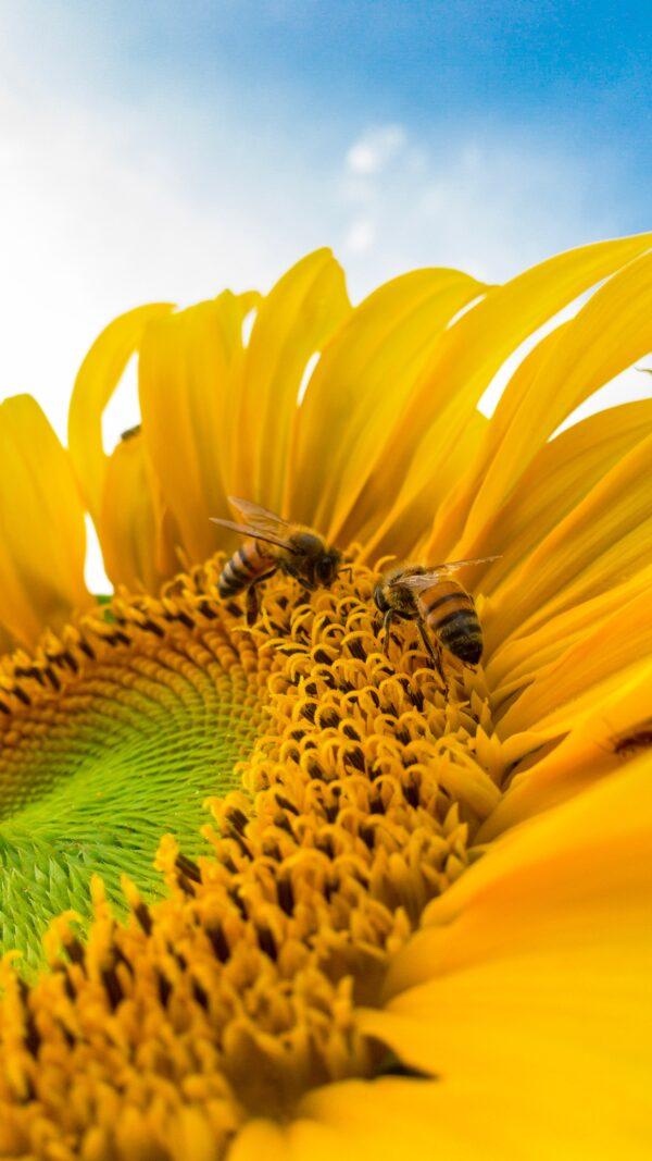 This time of year, honey bees are busy flying within a three-mile radius of their hives to find flowering plants rich in sugary nectar that they can collect and take back to store in combs. (Caio/Pexels)