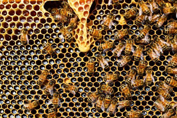 Nectar collected by honey bees is stored inside a hive’s comb, where it “ripens” as honey. (Pixabay)