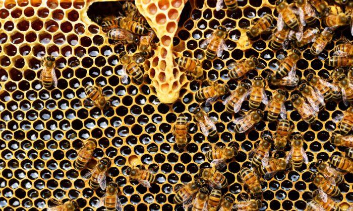 Deadly Mite Threatens Australian Honey Bees
