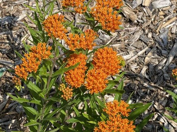 A butterfly weed, a species of milkweed, blooms in a “Pollinator Friendly Garden” planted in a park in Springfield, Illinois. (Tamara Browning/Radiant Life)
