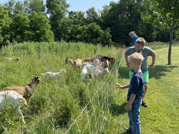 Syndy Clark (background) with her sons Liam, 11, (center) and Owen, 6, (foreground), work together to make sure Goats On The Go Peoria goats are well cared for on a job in Pekin, Illinois, in June.  (Tamara Browning/Radiant Life)