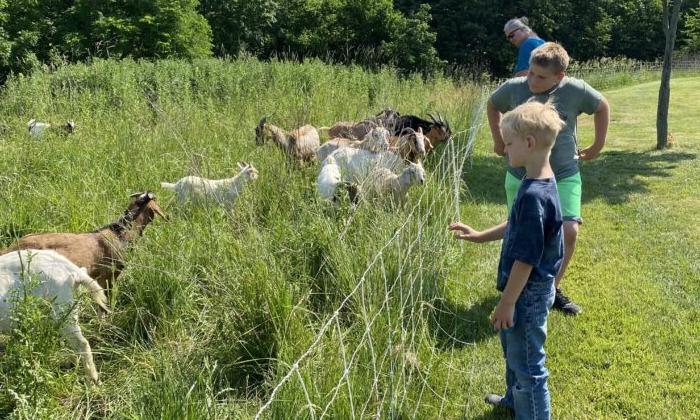 You go, goats: Using goats for lawn grooming