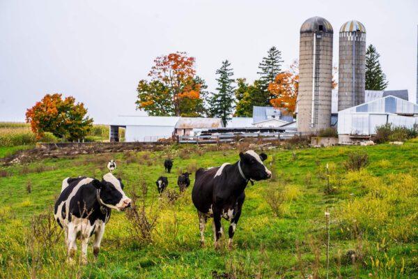 A dairy farm in Westby, Wis., on Oct. 3, 2020. (Kerem Yucel/AFP via Getty Images)