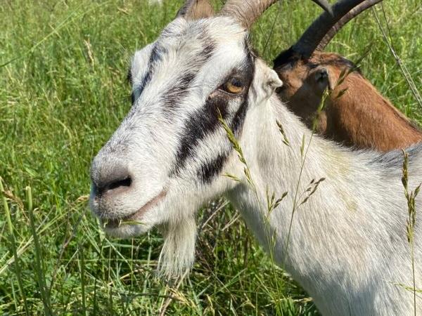 A goat from Goats On The Go Peoria on the job in Pekin, Illinois, in June. (Tamara Browning/Radiant Life)