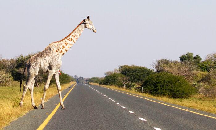 Rare Photos: One of the Last Leucistic Giraffes in the World Caught on Camera